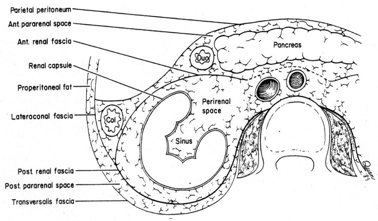 renal fascia anatomy