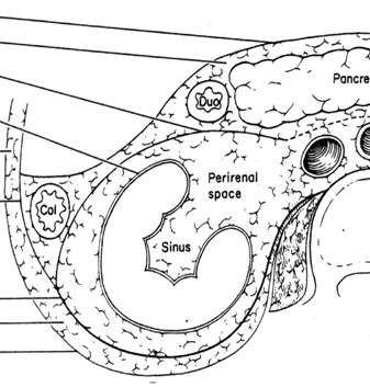 Retroperitoneum