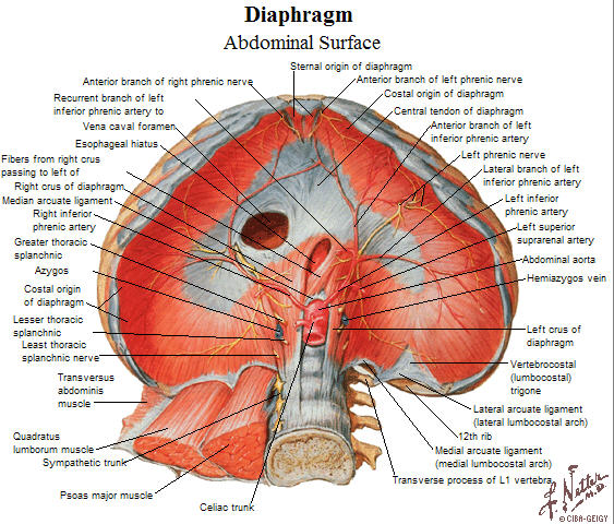 LearningRadiology.com - Diseases of The Diaphragm