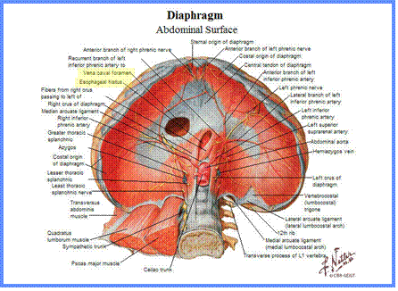 LearningRadiology.com - Diseases of The Diaphragm